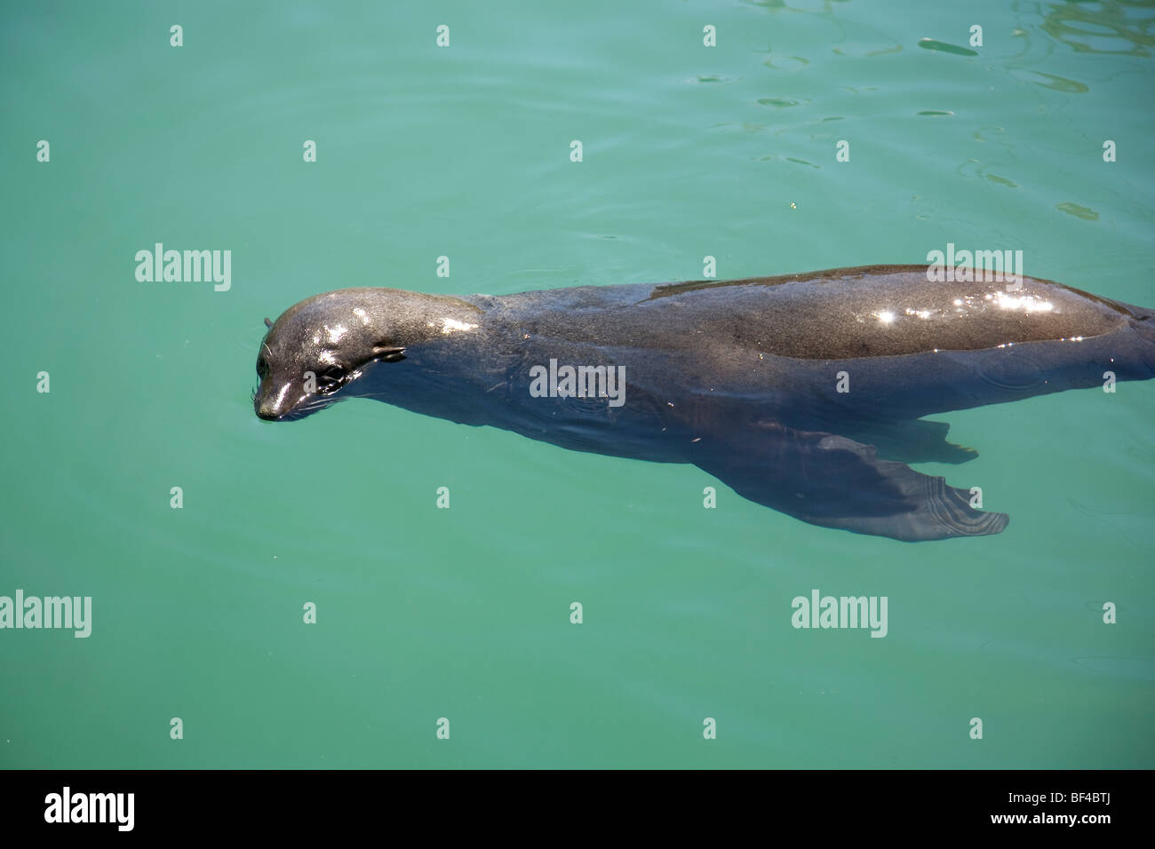 Kalk Bay  Eared Seals Stock Photo