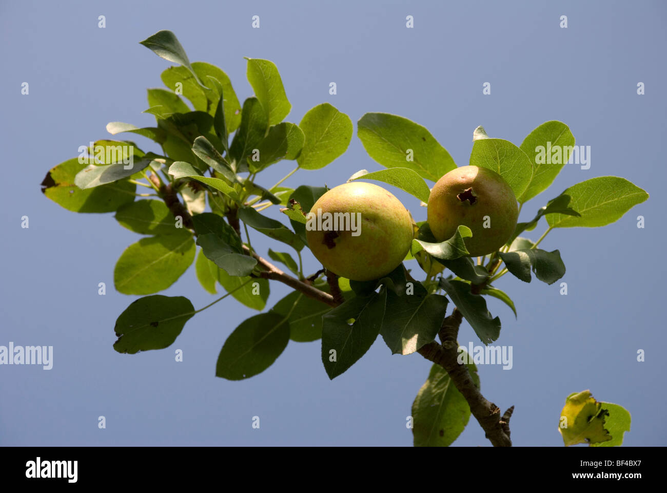 Wild Pears, Pyrus pyraster Stock Photo