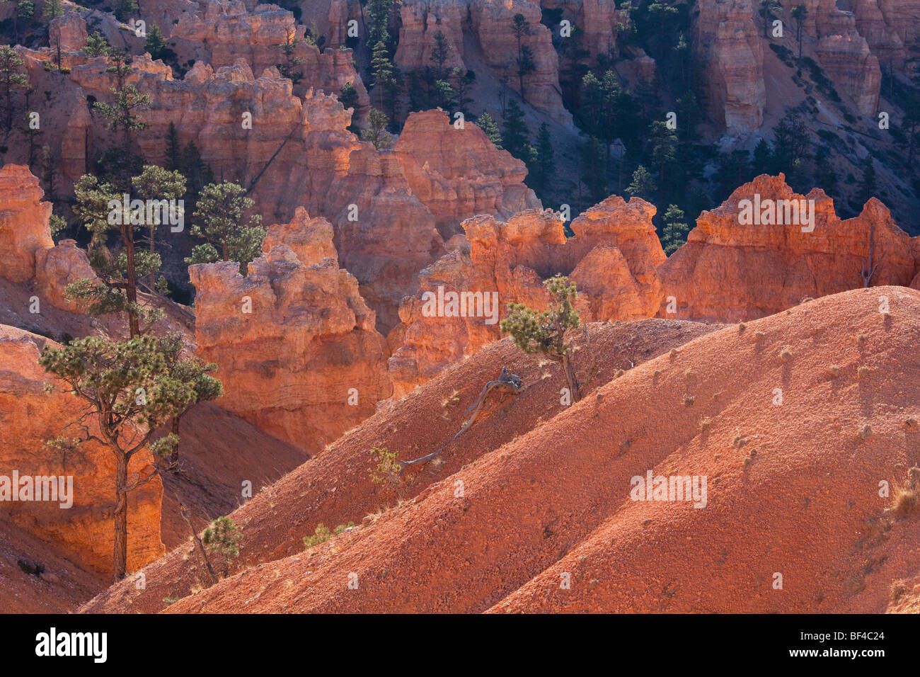 Landscape on the Queens Garden trail, Bryce Canyon National Park, Utah, USA Stock Photo