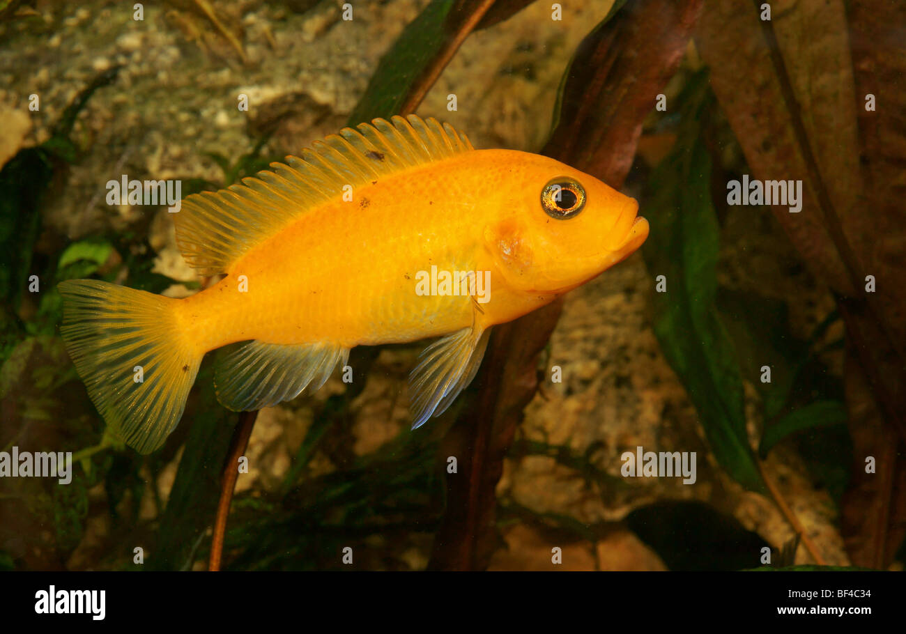 Peacock Cichlid (Aulonocara spec), a mouth brooder Stock Photo