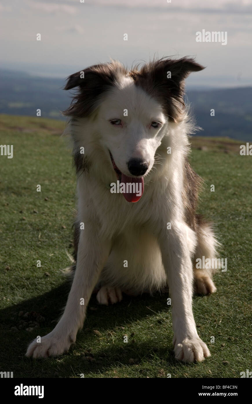 Dog with heterochromia (eyes that are half blue and half brown Stock