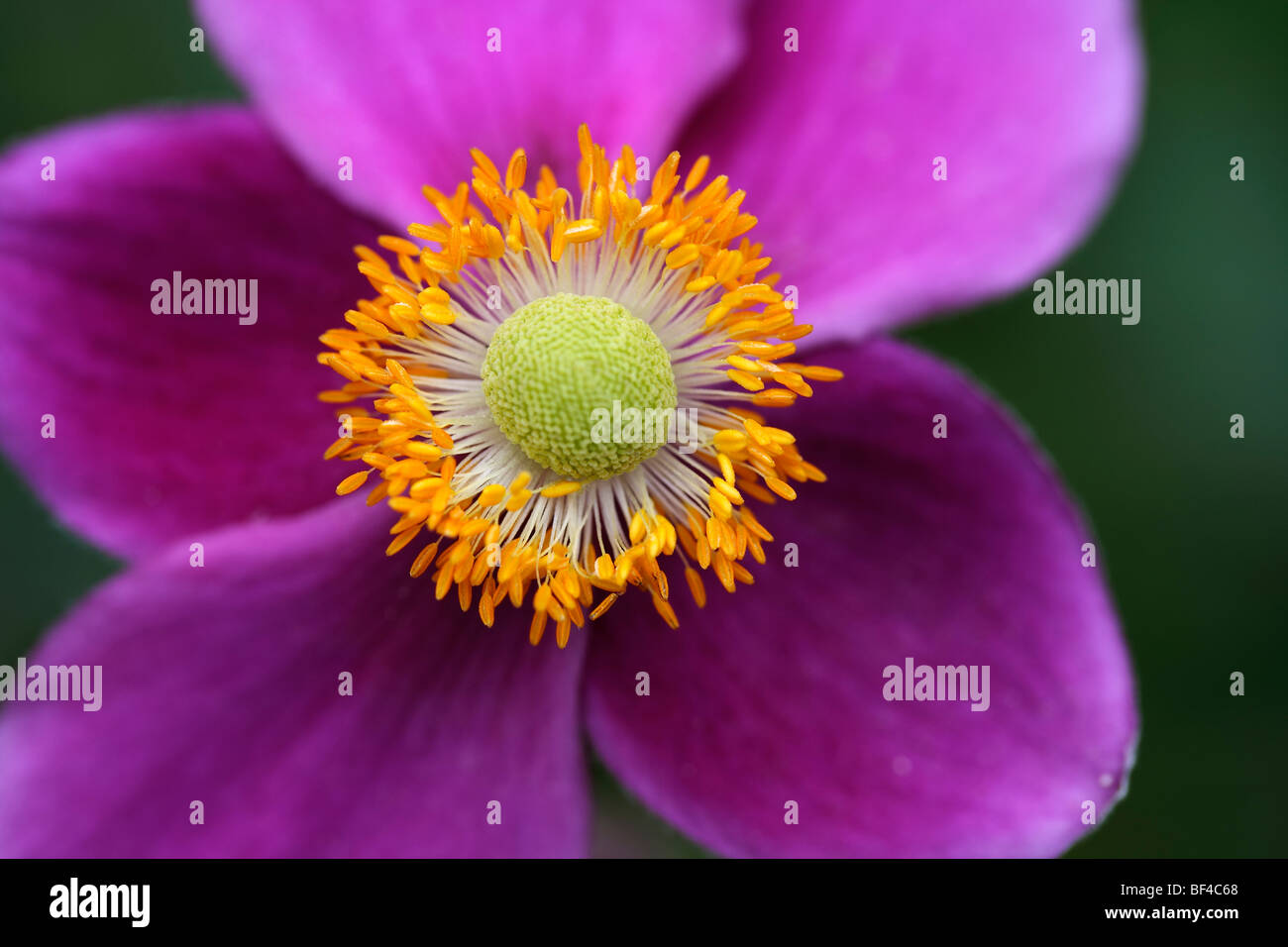 Inner part of a flower, pistil, purple petals Stock Photo Alamy