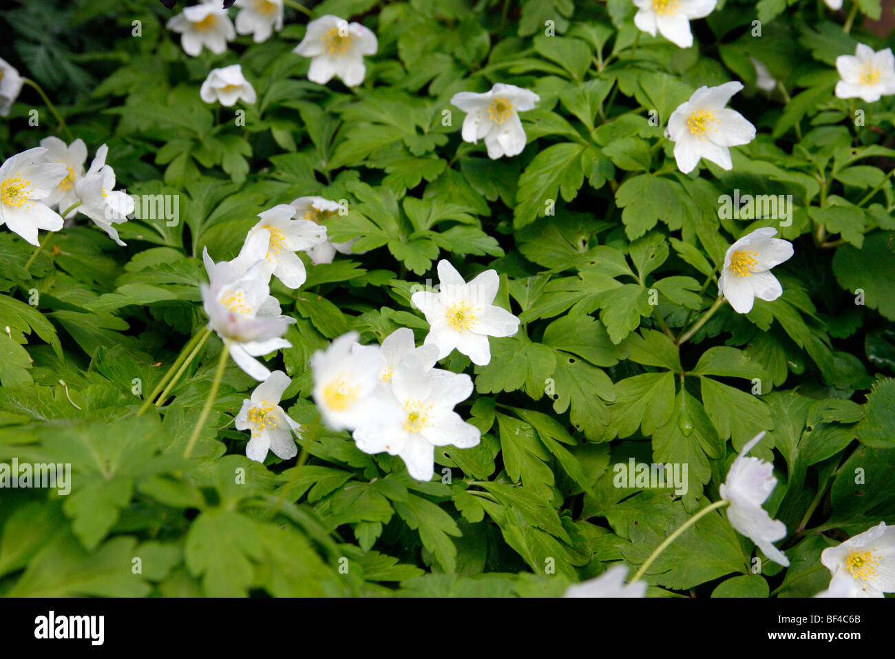 Anemone nemorosa 'Wilks' White' Stock Photo