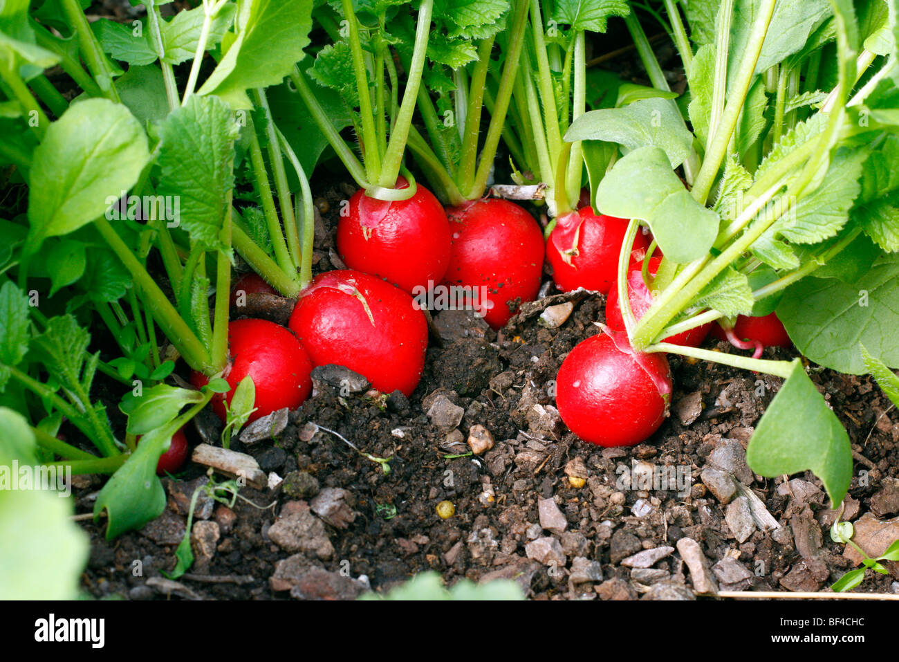 Radish 'Scarlet Globe' planted 19 February in polytunnel harvested April 11 Stock Photo