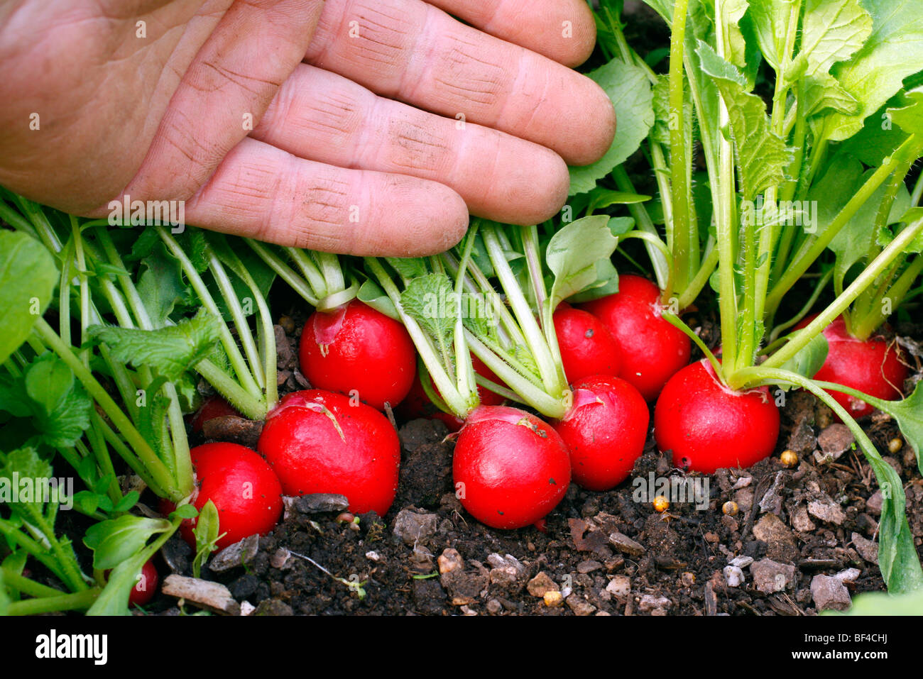 Radish 'Scarlet Globe' planted 19 February in polytunnel harvested April 11 Stock Photo