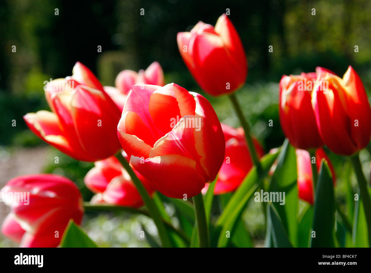 Tulipa 'Lucky Strike' Stock Photo