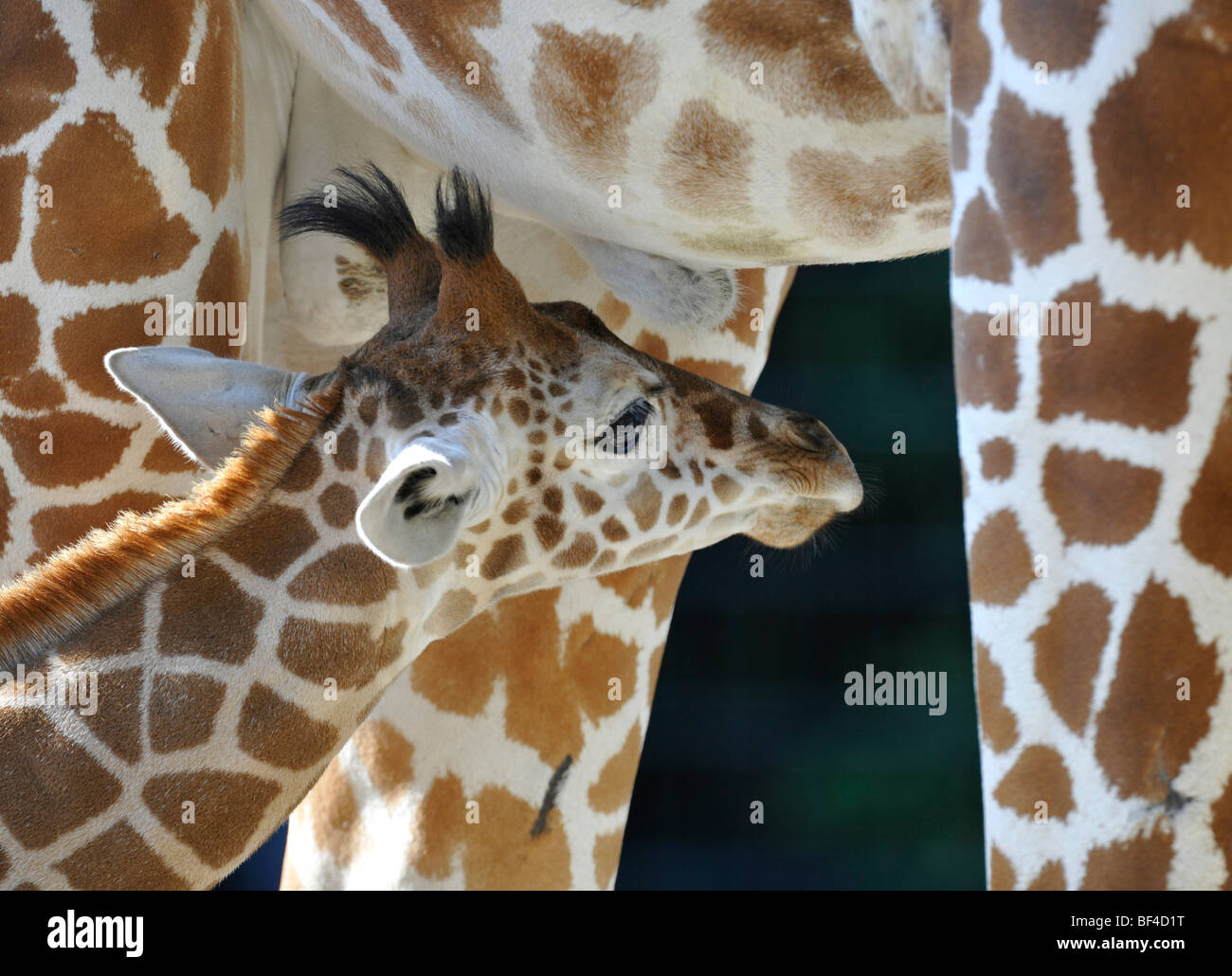 Somali Giraffe (Giraffa camelopardalis reticulata), juvenile, looking for its mother's teat Stock Photo