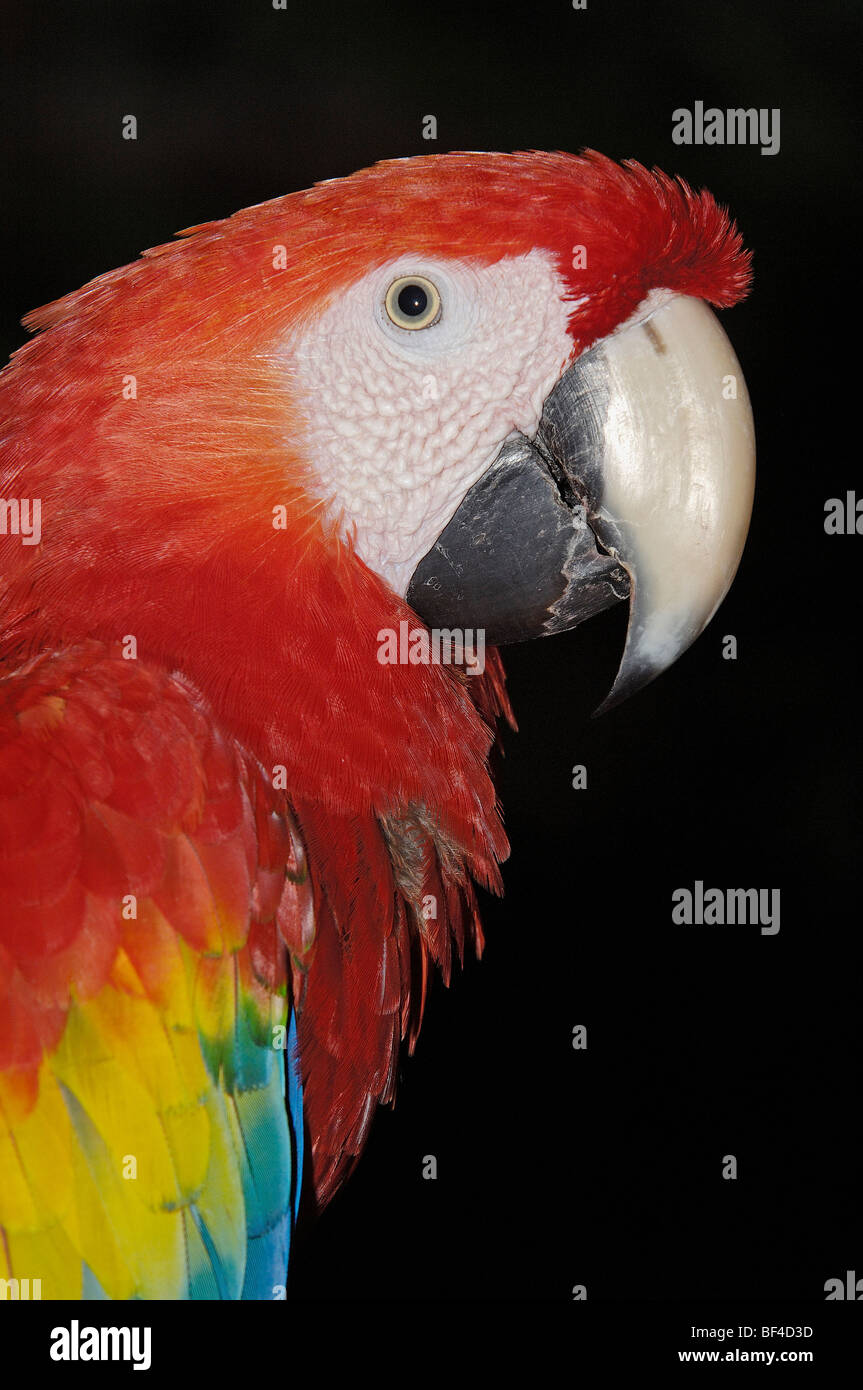 Macaw Roo Scarlet Macaw (Ara macao). Xcaret . Playa del Carmen. Quintana Roo ...