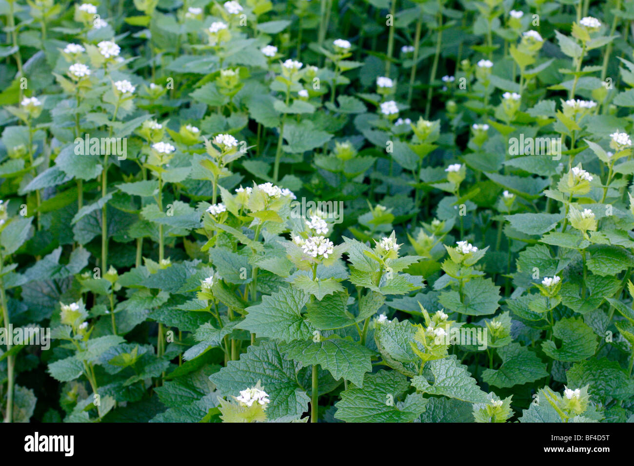 Jackbythehedge or Garlic Mustard, Alliaria petiolata Stock Photo Alamy