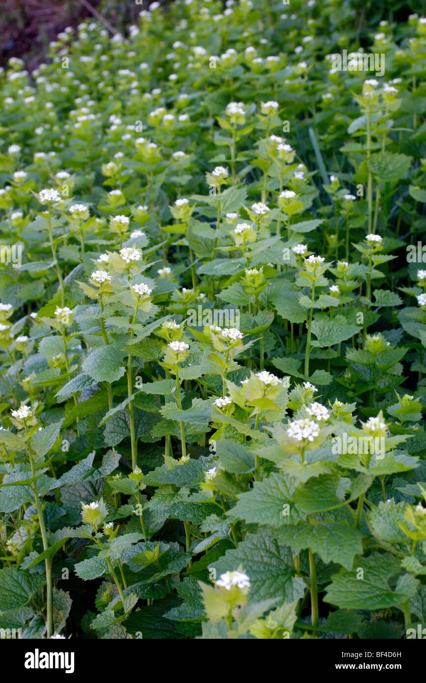 Jack-by-the-hedge or Garlic Mustard, Alliaria petiolata Stock Photo