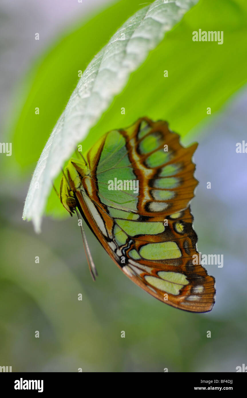 Malachite butterfly (Siproeta stelenes) upside down on leaf Stock Photo