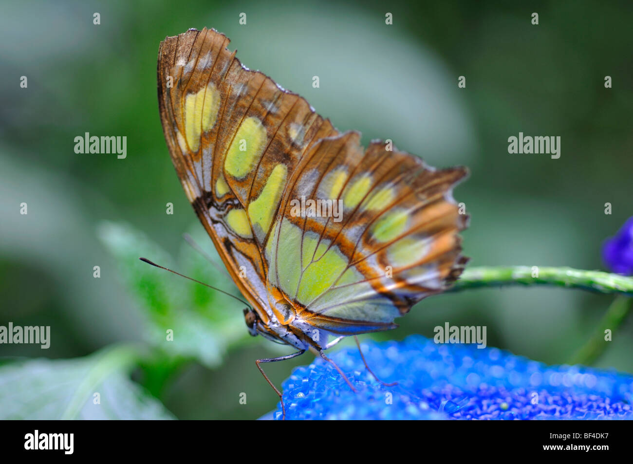 Malachite butterfly (Siproeta stelenes) on butterfly nectar feeder Stock Photo