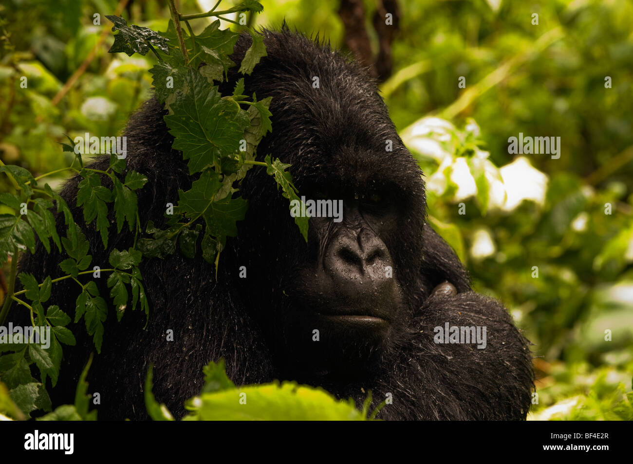 Susa Silverback in Rain Stock Photo