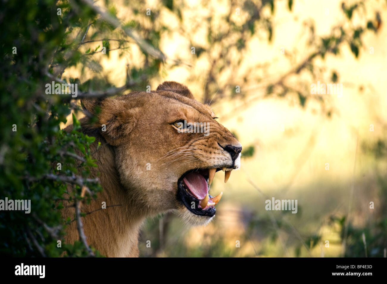 Lioness Snarling Portrait Stock Photo