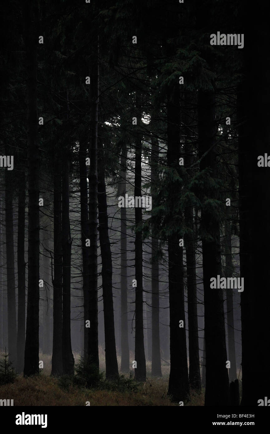 Baumstamm detail hi-res stock photography and images - Alamy