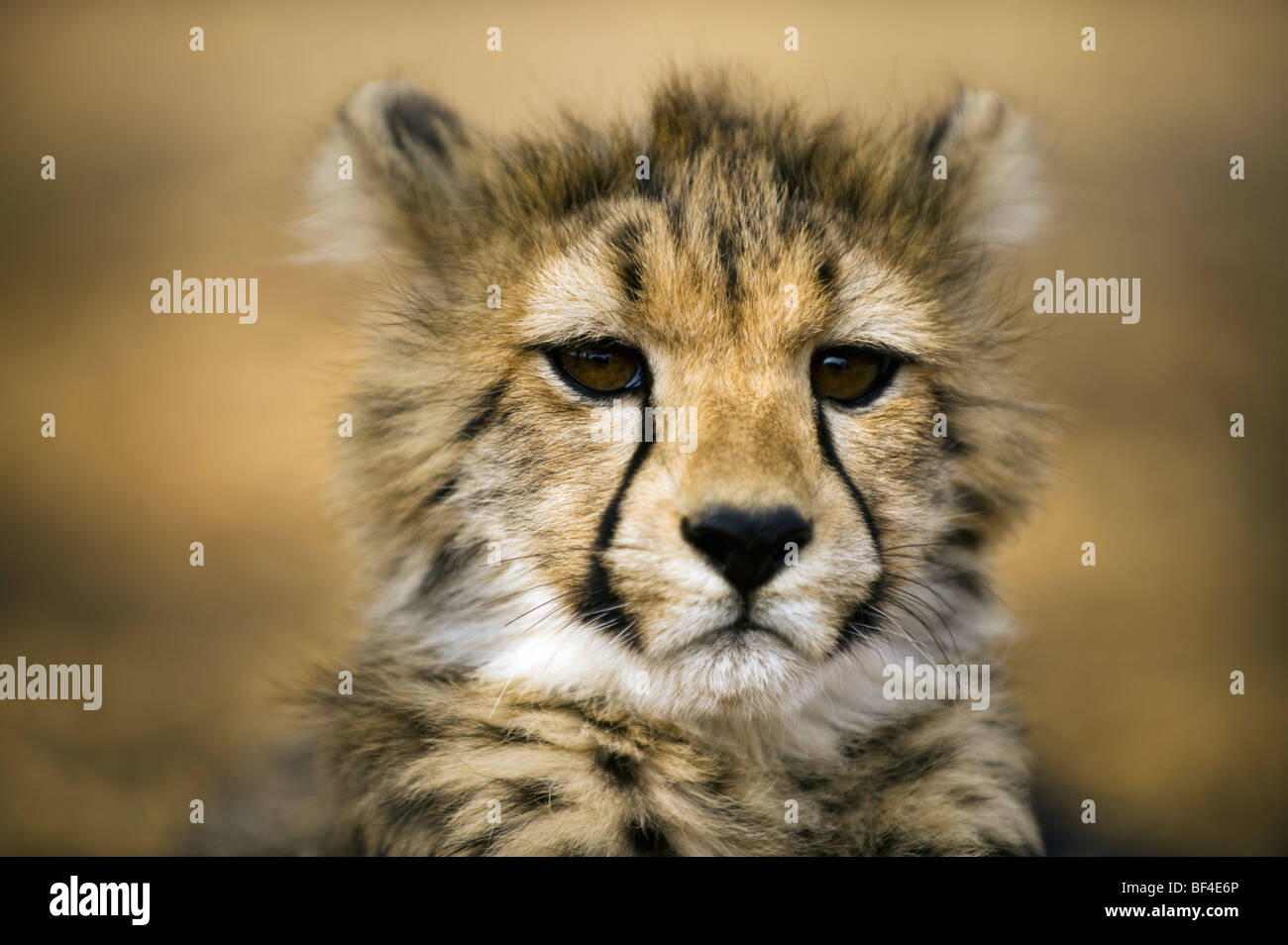 Cheetah Cub Portrait Stock Photo