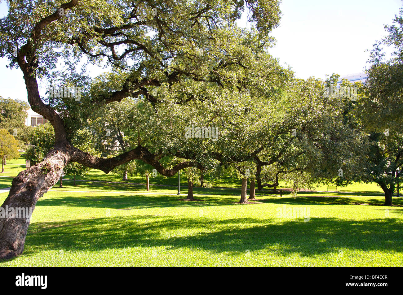 Live oak tree Stock Photo Alamy