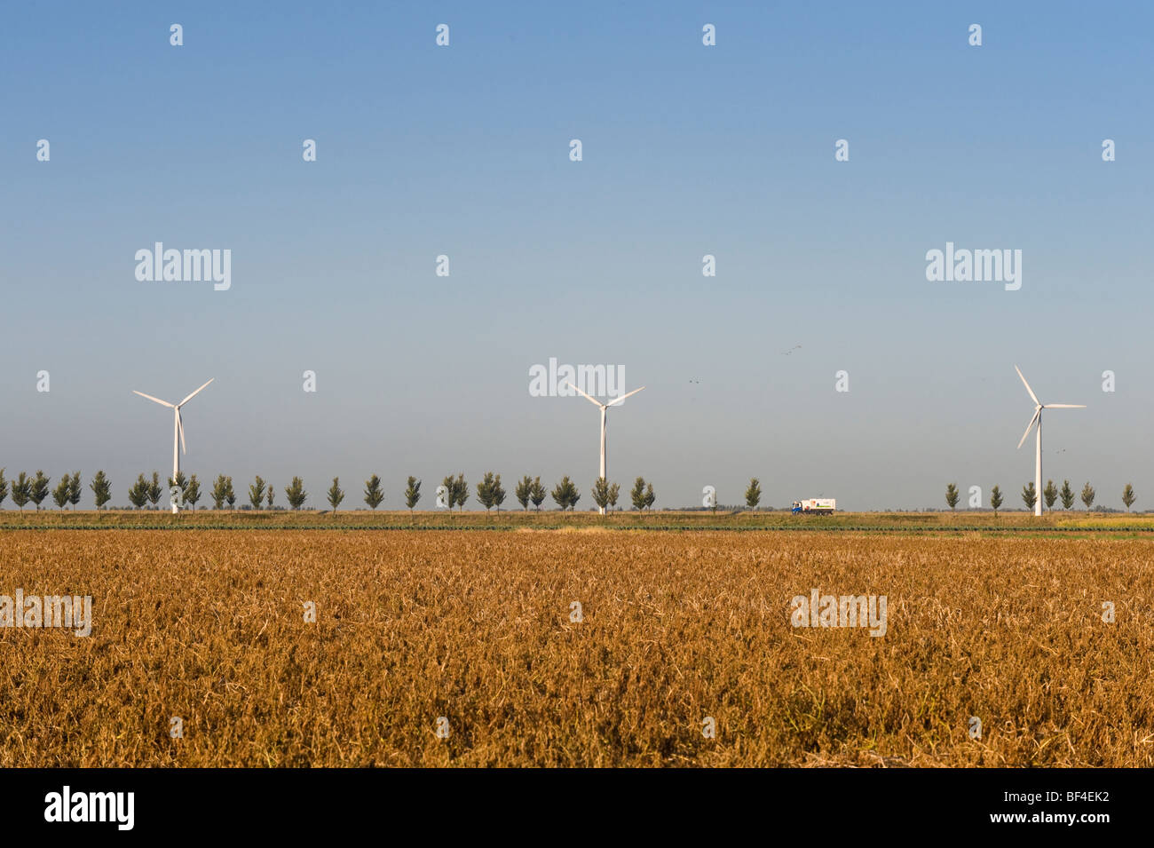 Wind turbines behind a tree-lined avenue, Zeeland, Holland, Netherlands ...