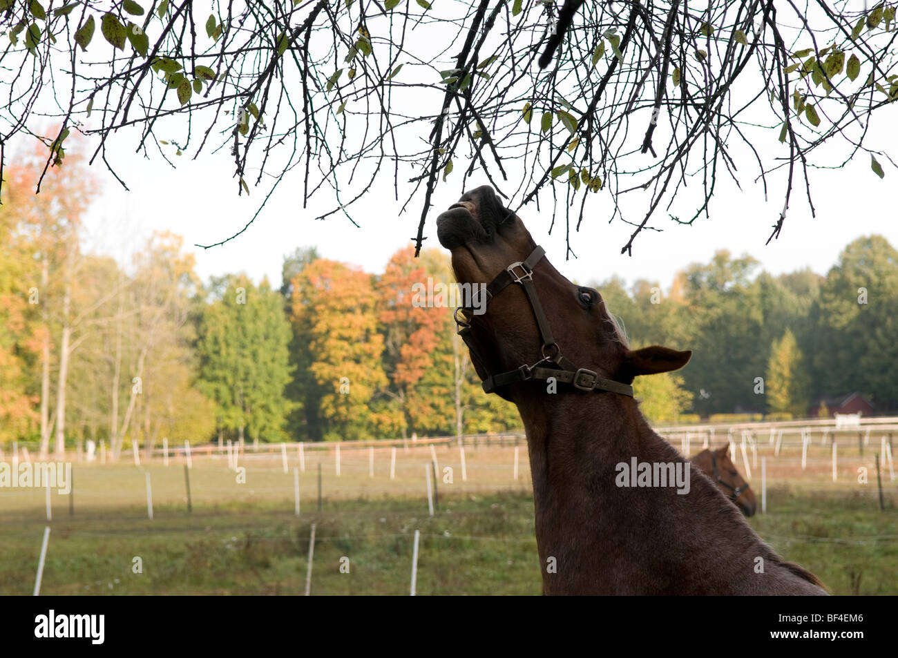Horse eating leaf from a tree Stock Photo Alamy