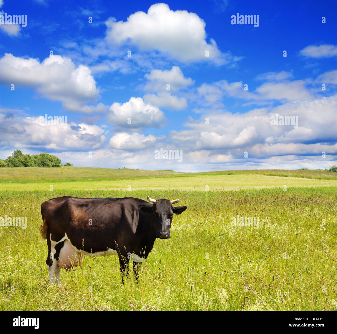 cow on the meadow Stock Photo - Alamy