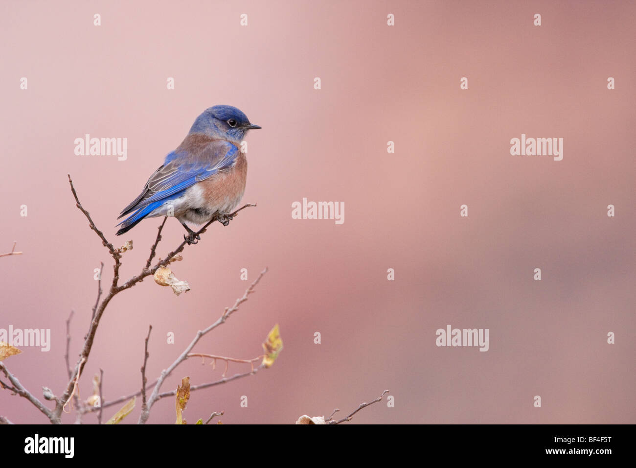 Western Bluebird (Sialia mexicana), Zion National Park, Springdale