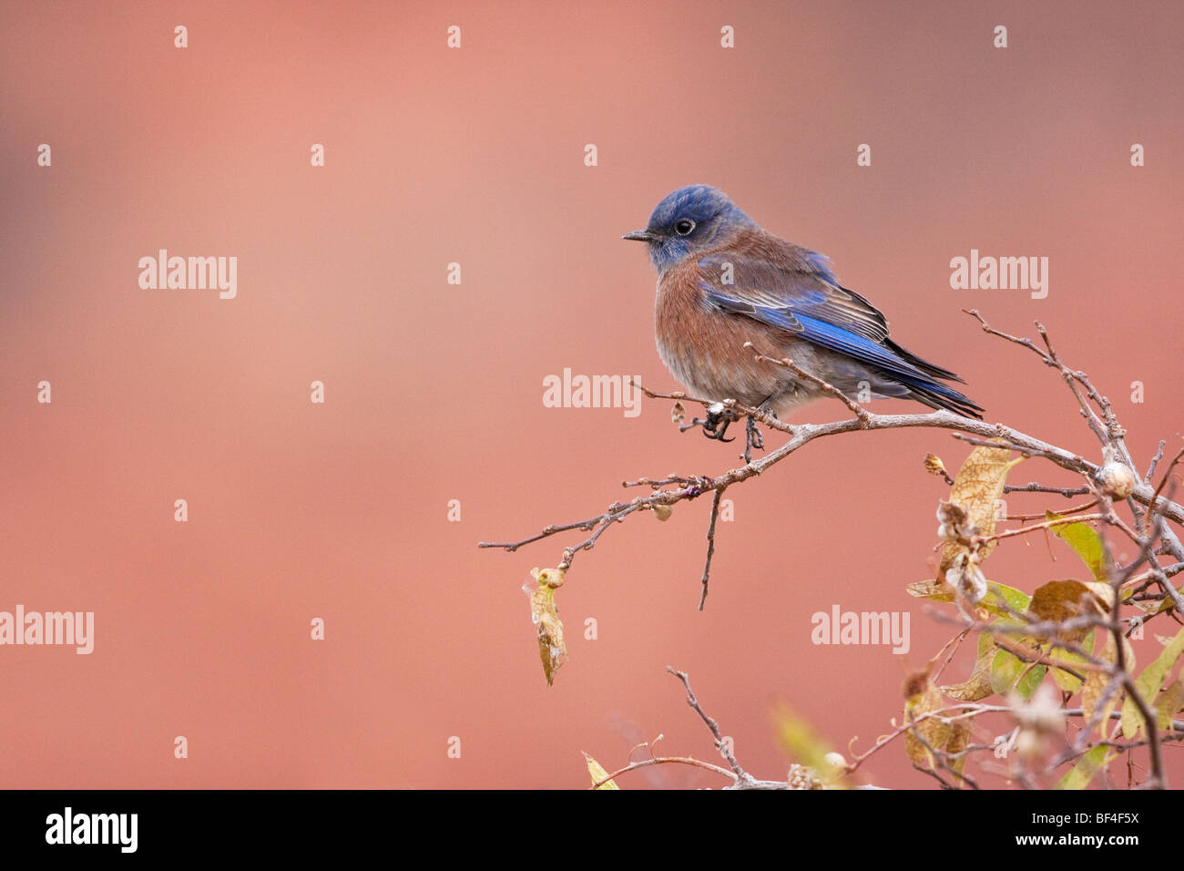 Western Bluebird (Sialia mexicana), Zion National Park, Springdale, Utah, USA Stock Photo