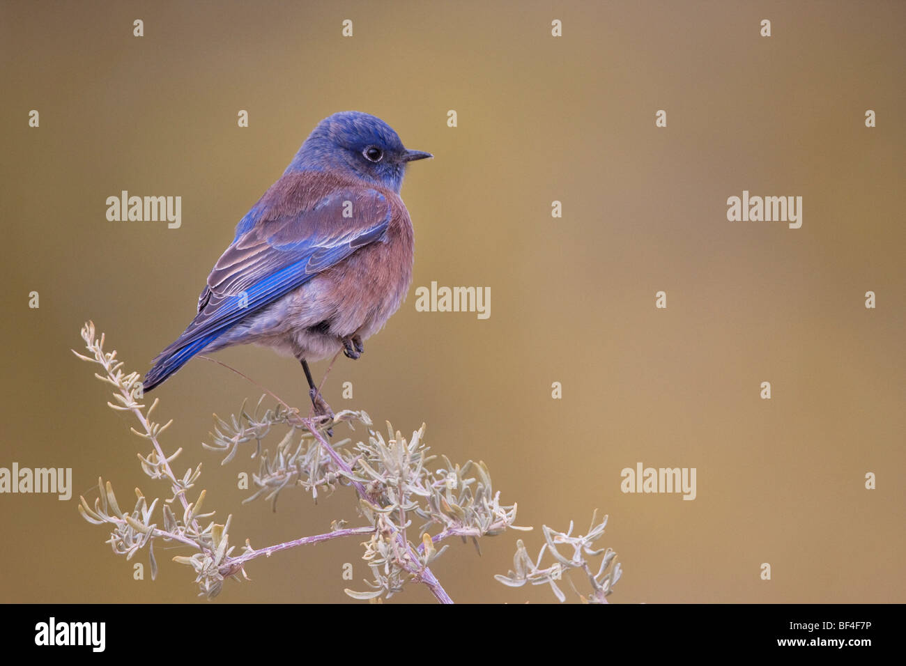 Western Bluebird (Sialia mexicana), Zion National Park, Springdale