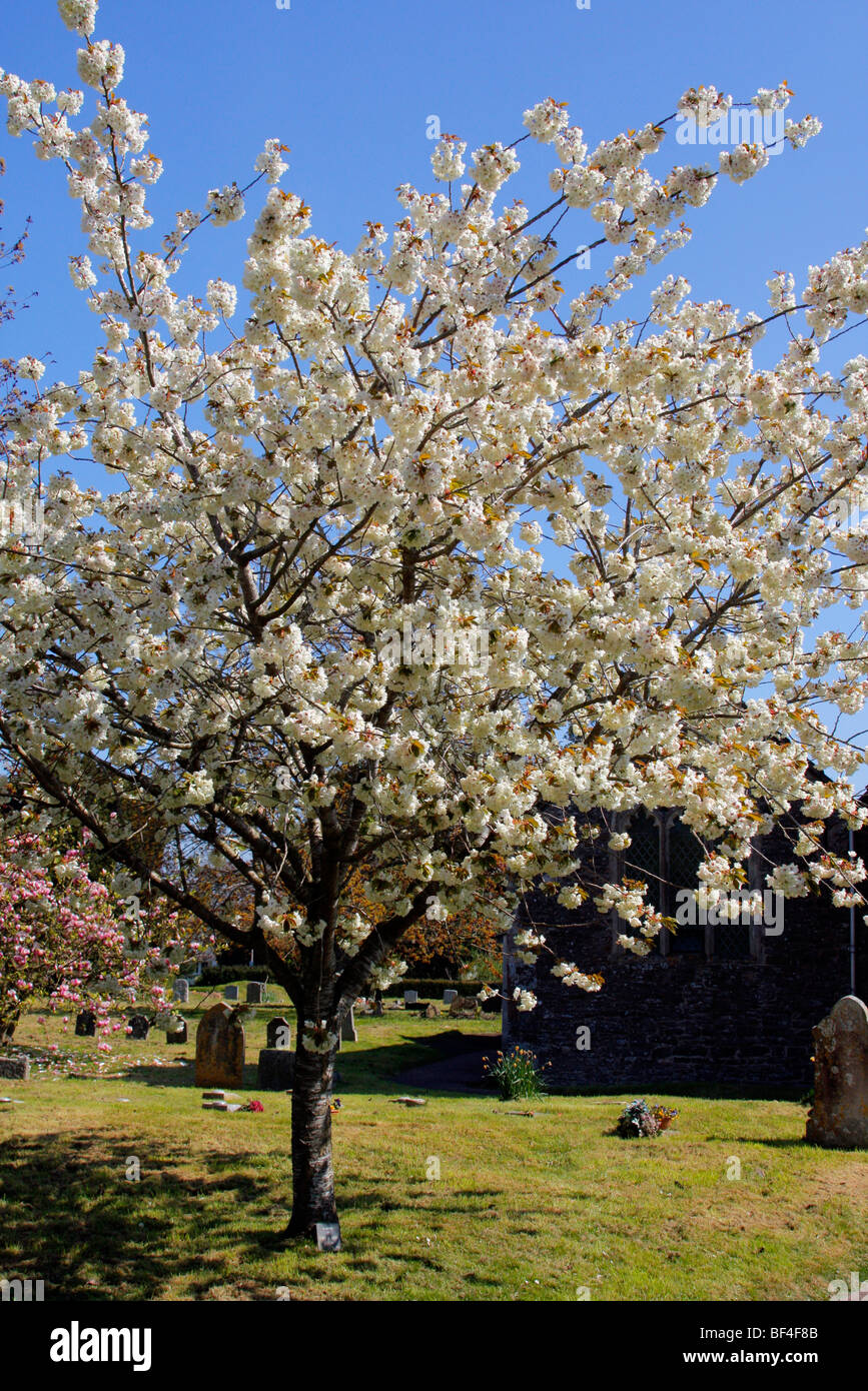 Prunus 'Ukon' AGM Stock Photo - Alamy