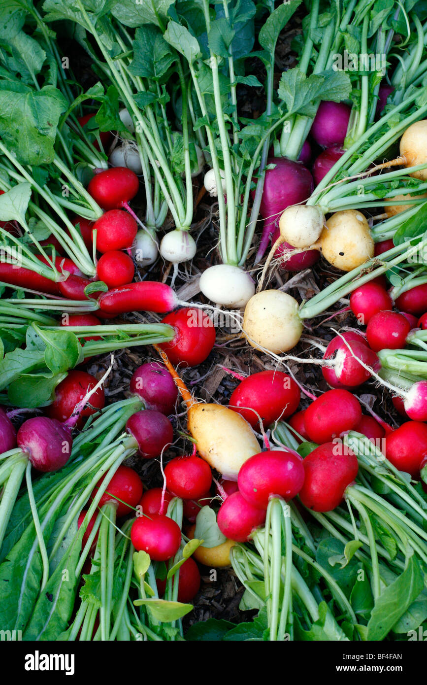 Radish varieties anticlockwise from 9 o'clock: French Breakfast 3 (long with white tip), Topsi, Amethyst, Celesta F1, Bright Lights (mixed variety), Cherry Belle, Sparkler No 3, Jolly, Zlata, Purple Plum, Albena (white) and Scarlet Globe Stock Photo