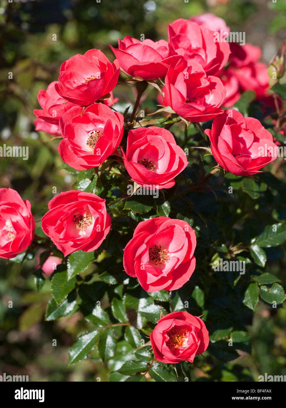 Rose - Linda, miniature, red flowers Stock Photo - Alamy