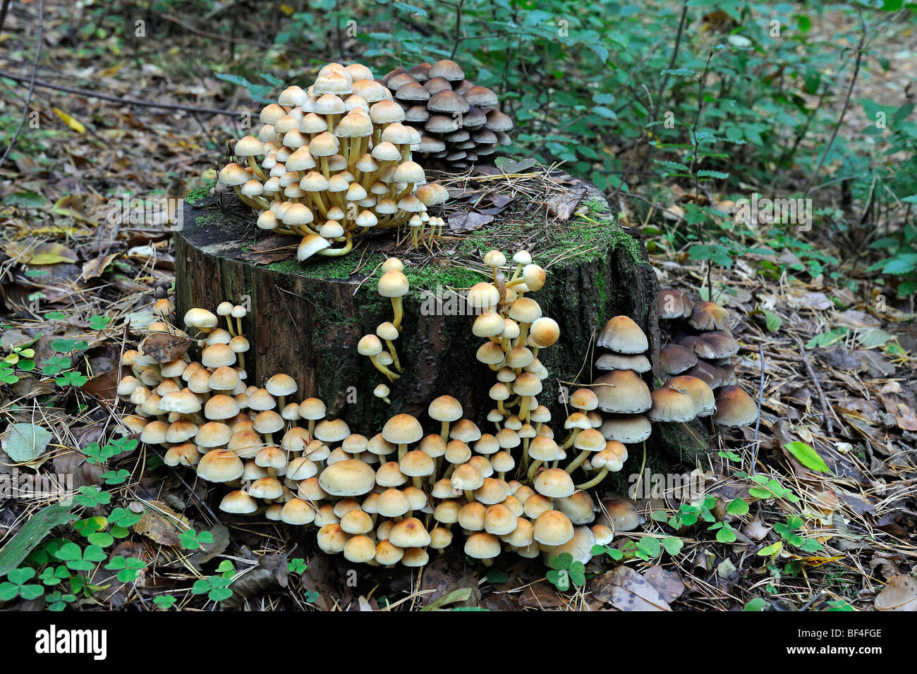 Brick Cap Mushroom (Hypholoma sublateritium), right, and Sulphur Tuft or Clustered Woodlover (Hypholoma fasciculare), left Stock Photo