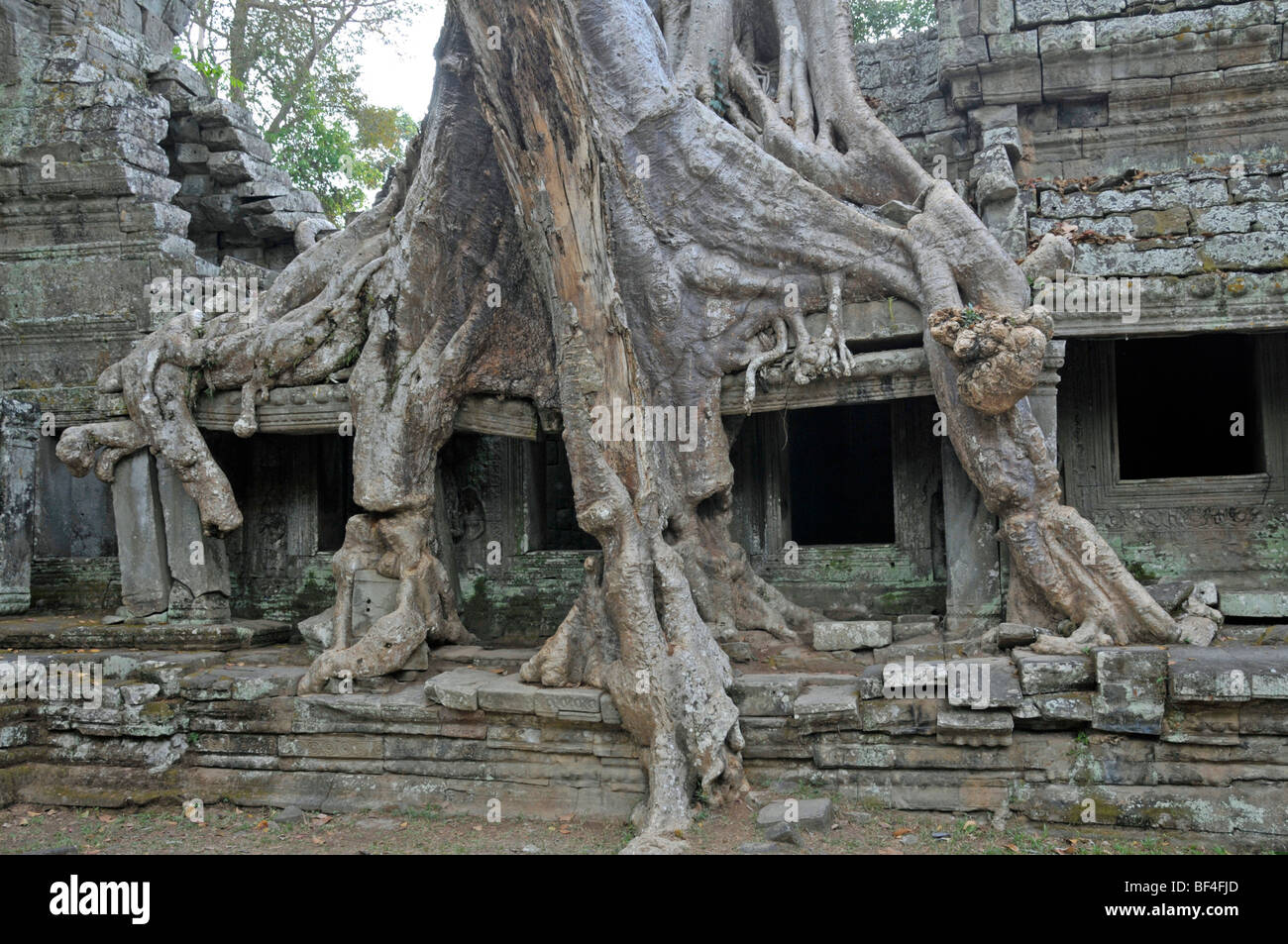 Thitpok or Tetrameles (Tetrameles nudiflora), tree with its roots ...