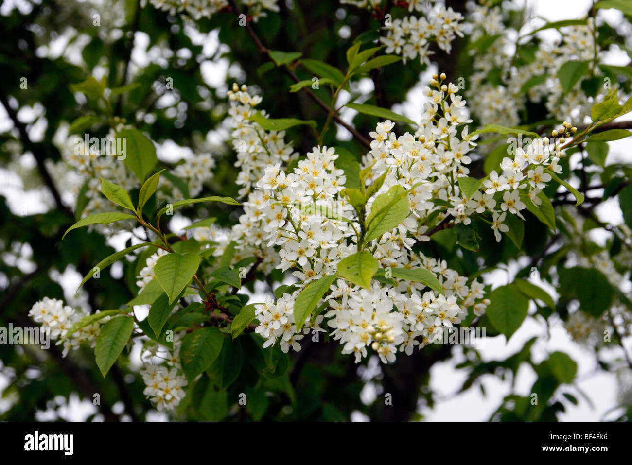 Prunus padus 'Watereri' AGM Stock Photo - Alamy