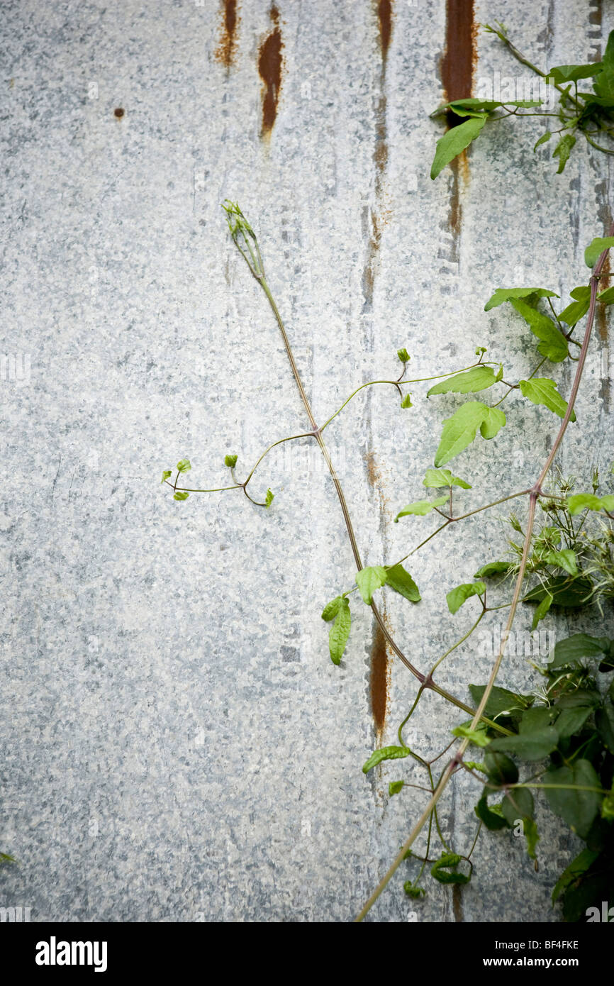 Plants climbing over walls hi-res stock photography and images - Alamy