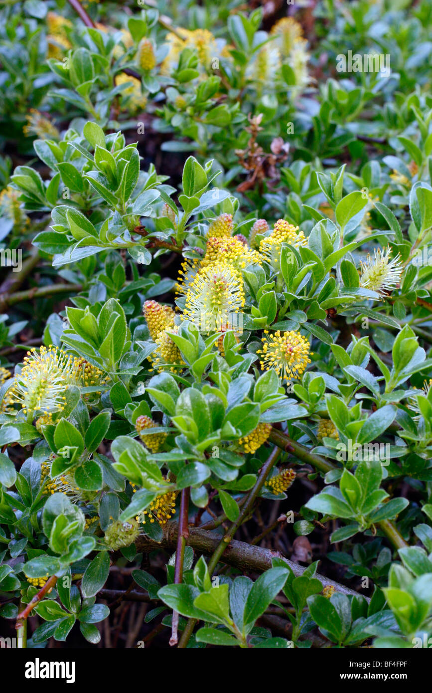 Salix myrsinites Stock Photo