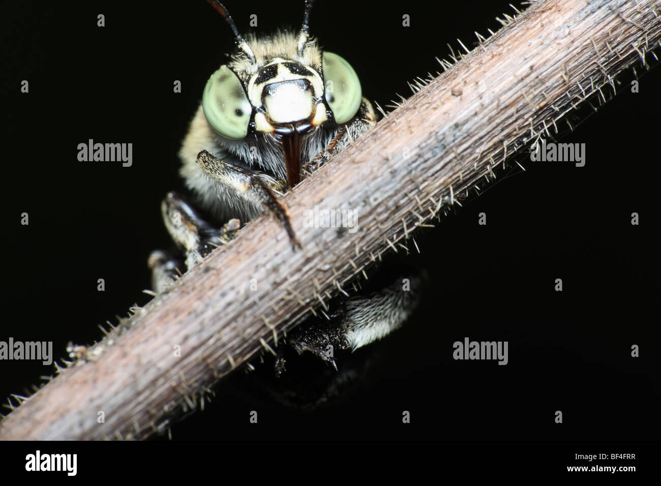 Resting Blue Banded Bee Stock Photo