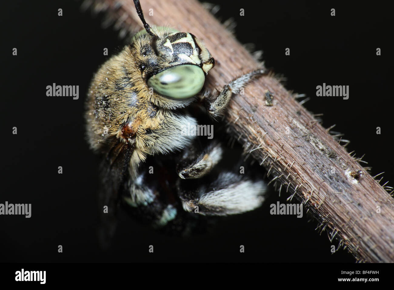 Australian Native Bee Stock Photo