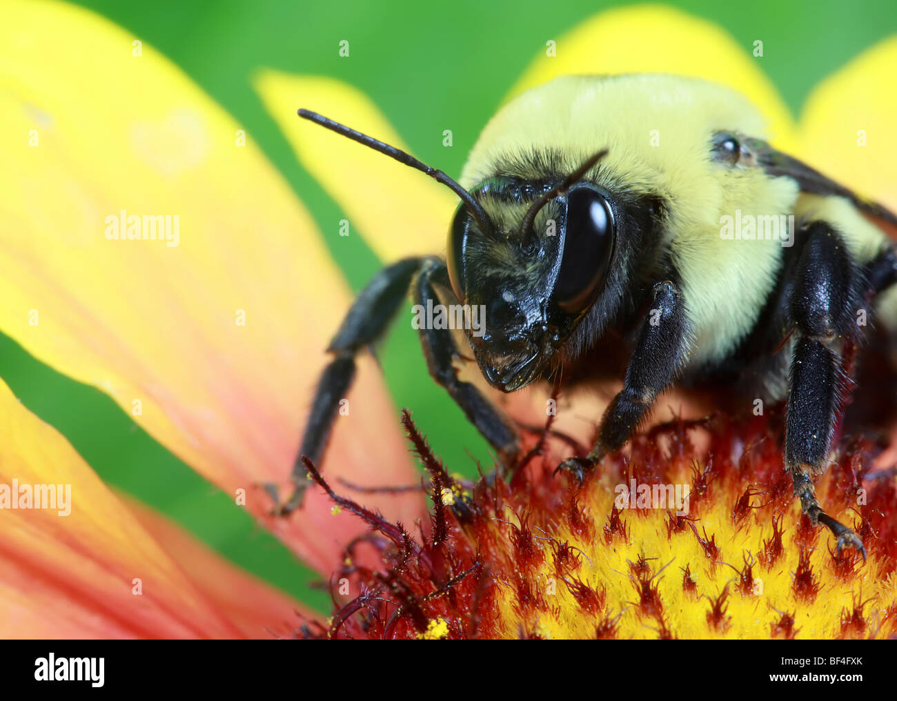 Bumblebee collects pollen on a Rudbeckia flower Stock Photo