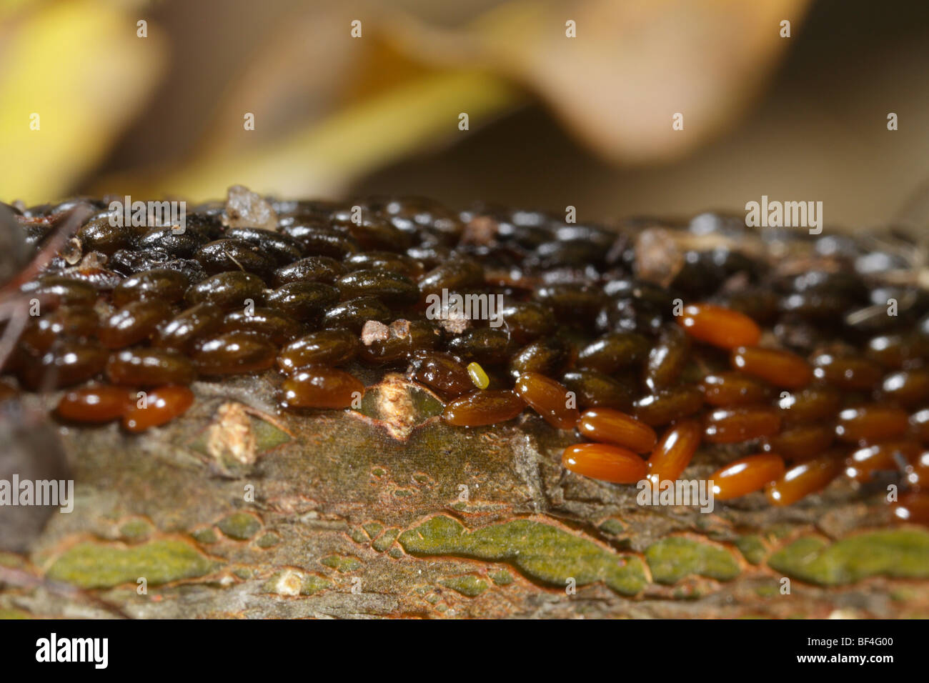 Lachnus roboris, an aphid that feeds on oaks, and their eggs. Stock Photo