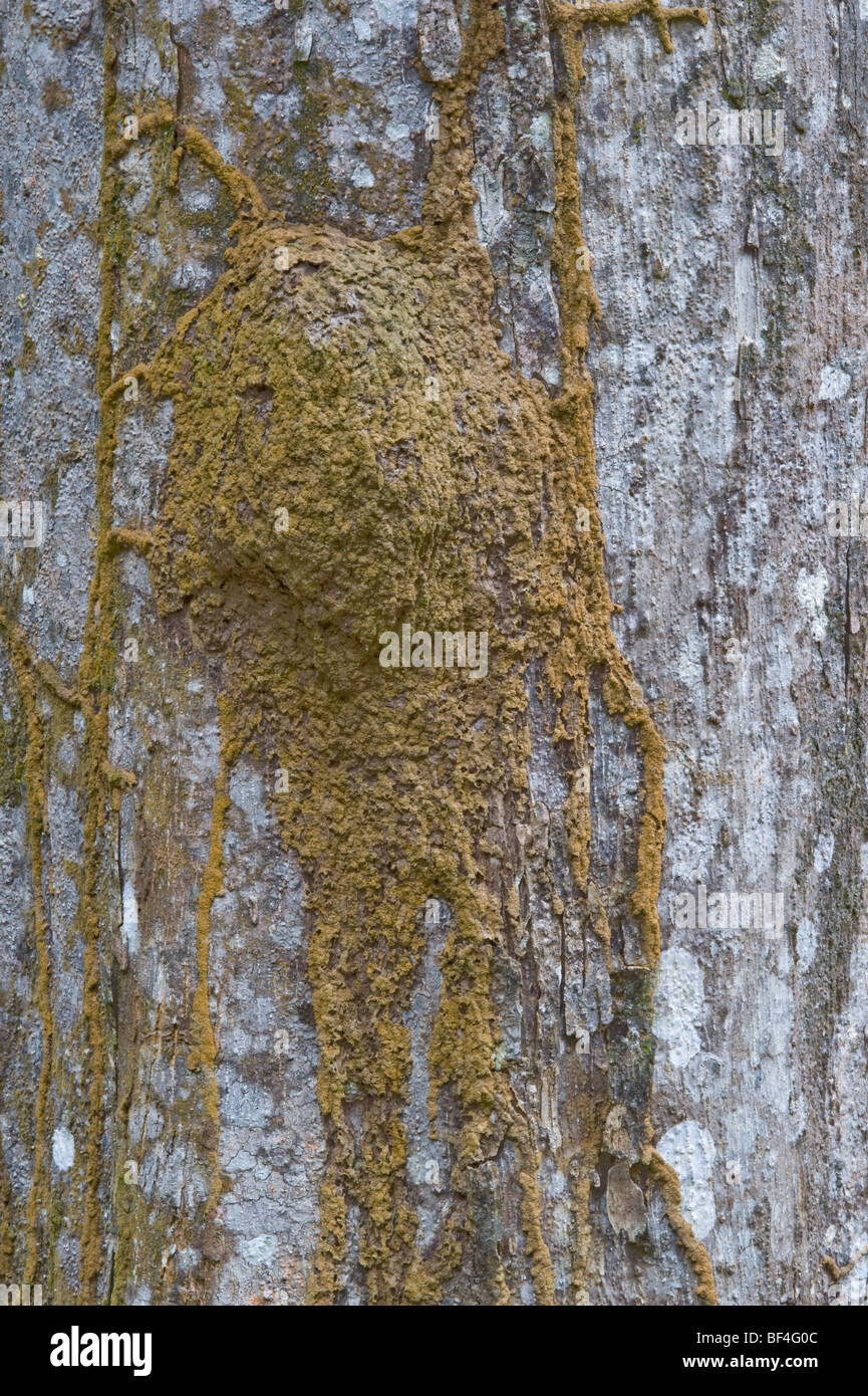 Greenheart (Chlorocardium rodiei) close-up bark with termite nest and channels Iwokrama Rainforest Guyana South America October Stock Photo
