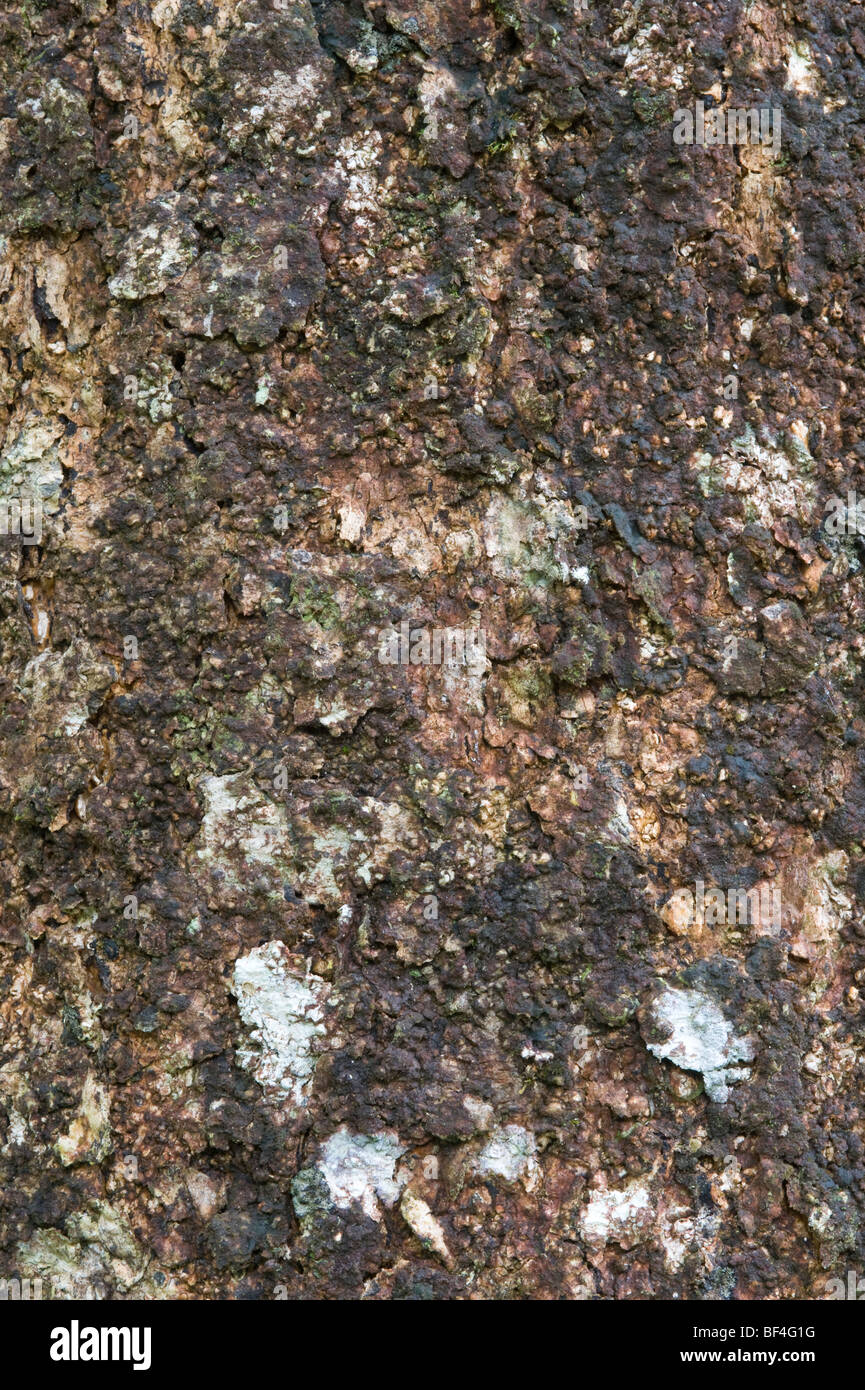 Kairiballi (Licania heteromorpha var. perplexans) close-up bark Iwokrama Rainforest Guiana Shield Guyana South America October Stock Photo