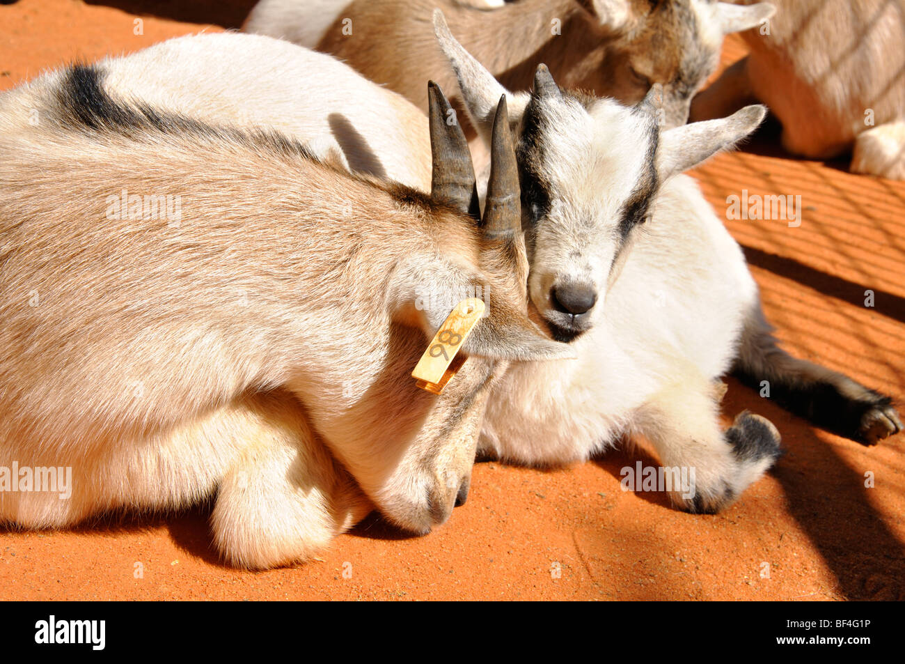 Baby goats at petting zoo Stock Photo Alamy