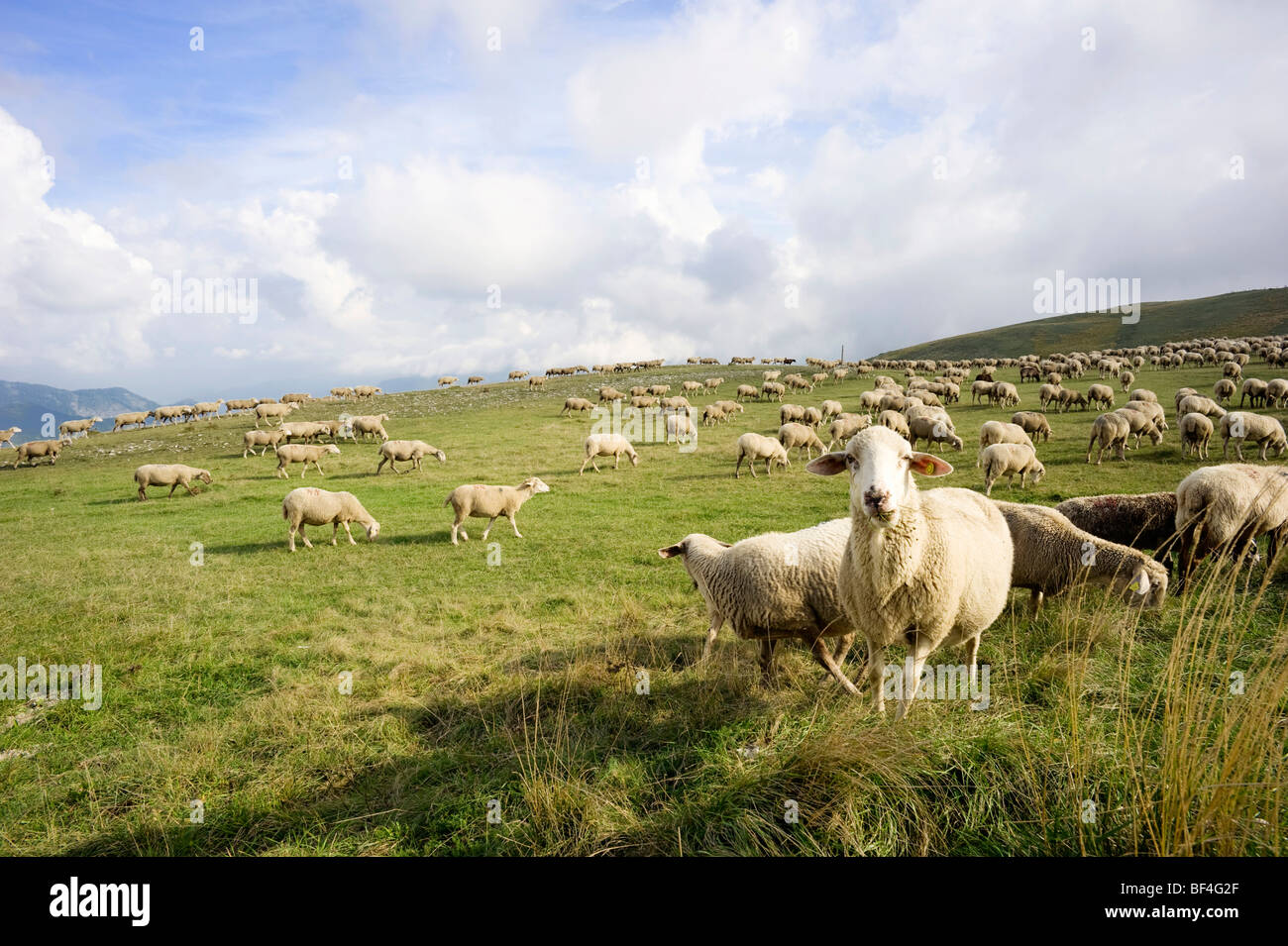 Flock of sheep in the late afternoon in the Monte Sibillini mountains, Apennines, Le Marche, Italy, Europe Stock Photo