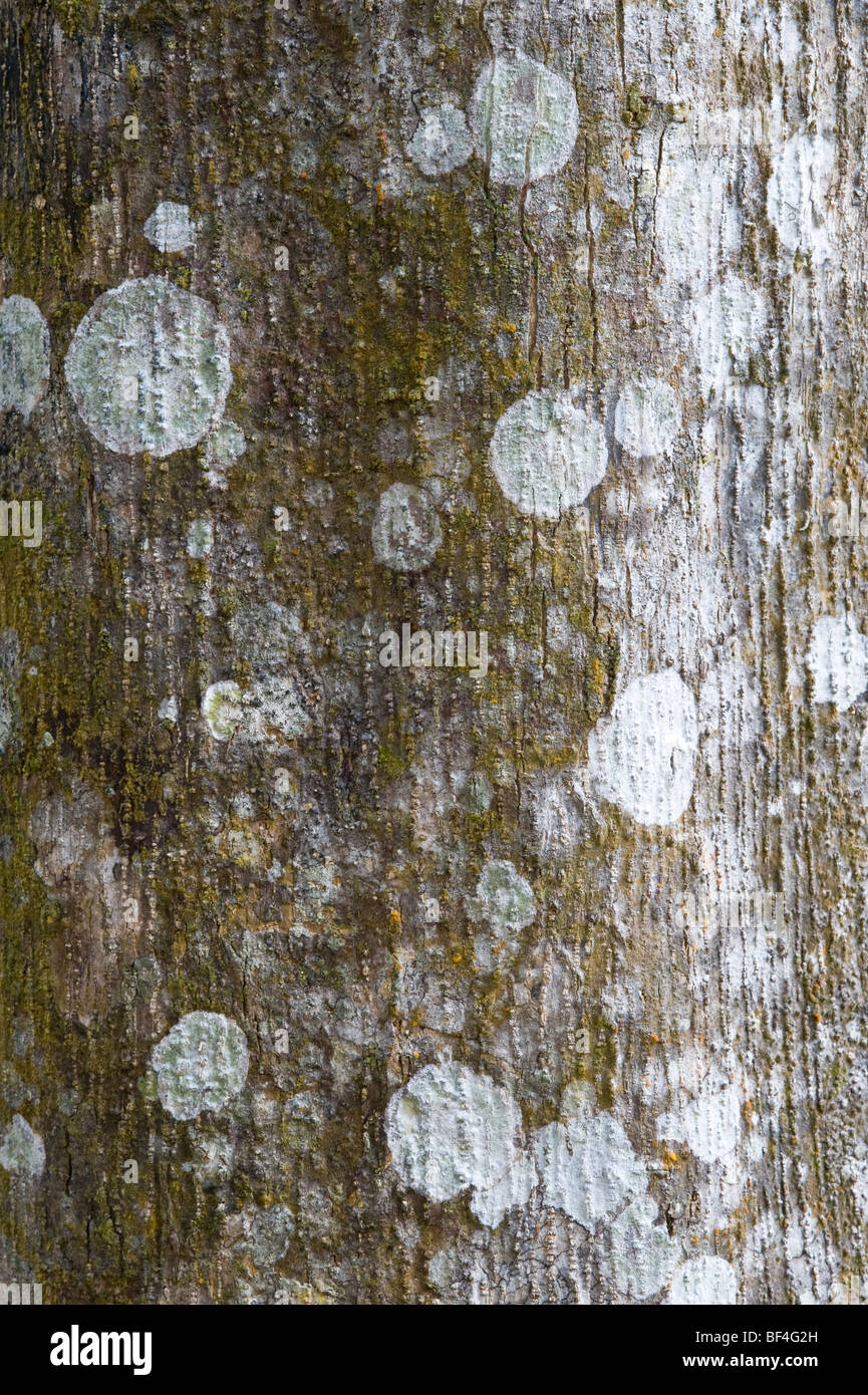 Smooth Leaf Kakaralli (Eschweilera decolorans) close-up bark Iwokrama Rainforest Guiana Shield Guyana South America October Stock Photo