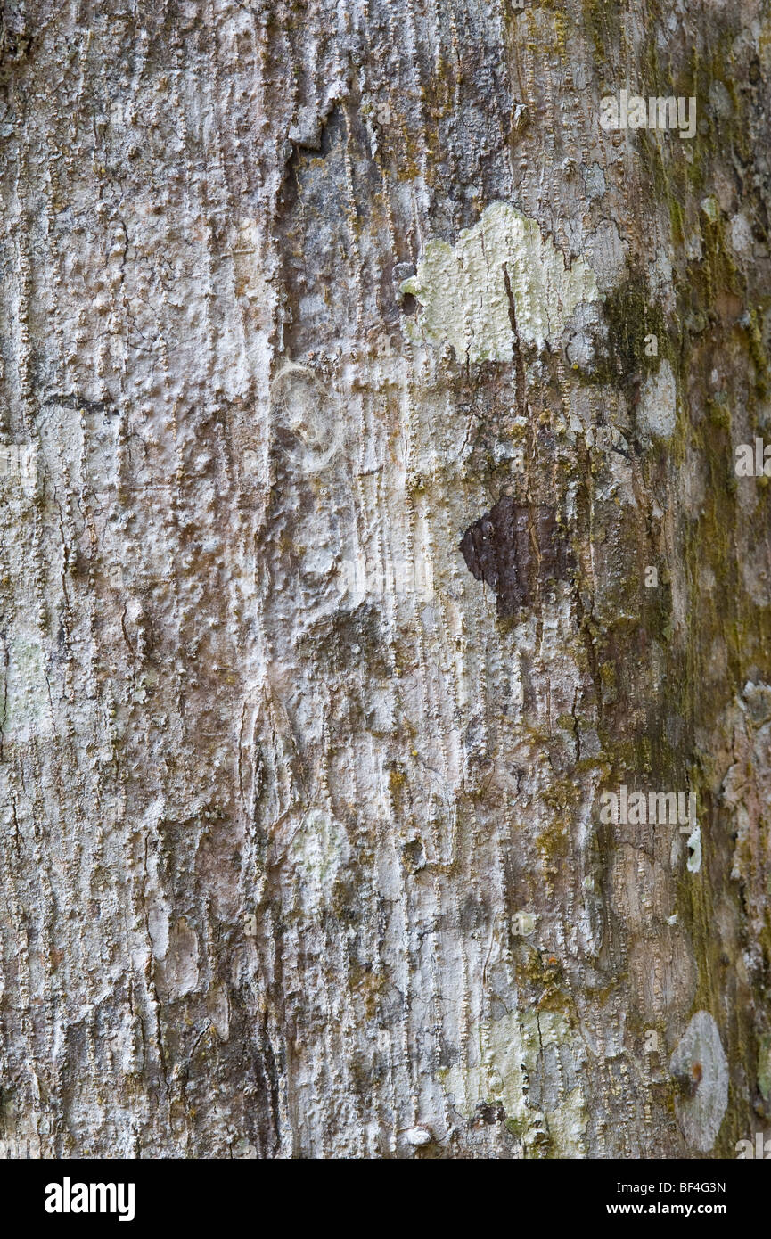 Smooth Leaf Kakaralli (Eschweilera decolorans) close-up bark Iwokrama Rainforest Reserve Guiana Shield Guyana South America Oct Stock Photo