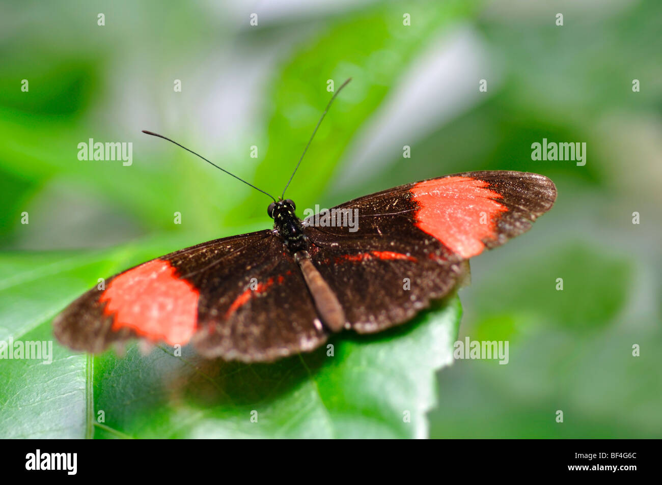 Heliconius erato butterfly, aka Small Postman, Red Passion Flower Butterfly, Crimson-Patched Longwing Stock Photo