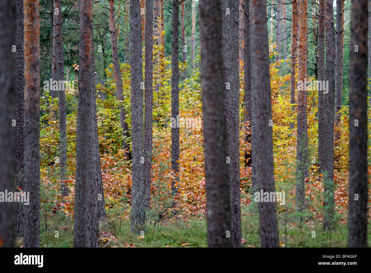 Fall colours in a pine forest Stock Photo