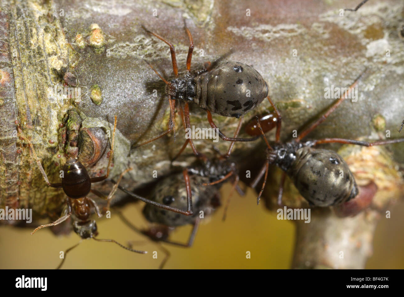Lachnus roboris, an aphid that feeds on oaks, is being tended by a Black Garden Ant (Lasius niger) Stock Photo