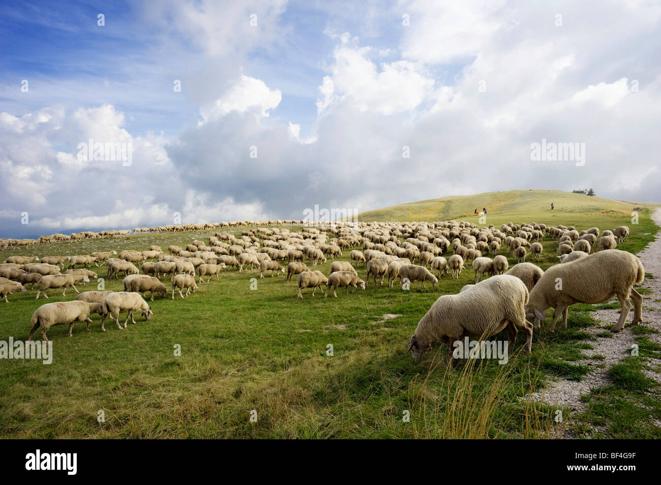 Flock of sheep in the late afternoon in the Monte Sibillini mountains, Apennines, Le Marche, Italy, Europe Stock Photo