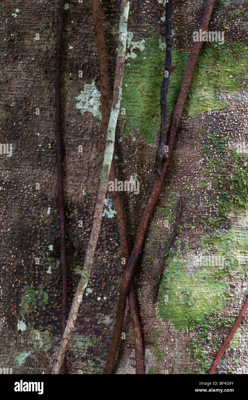 Marishiballi (Liconia sp.) close-up of tree bark Iwokrama Rainforest Guiana Shield Guyana South America October Stock Photo